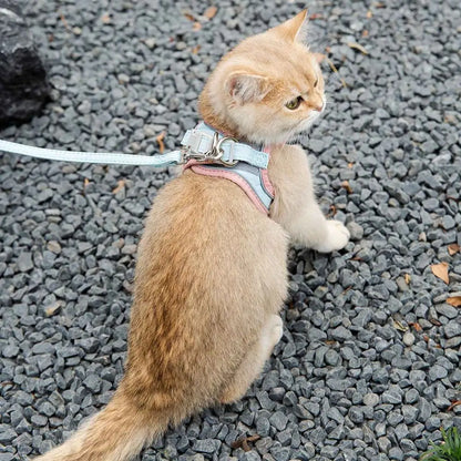 harnais-chat-anti-fugue-rose-bleu