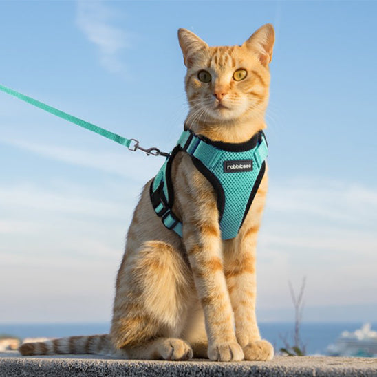 harnais-chat-anti-fugue-vert