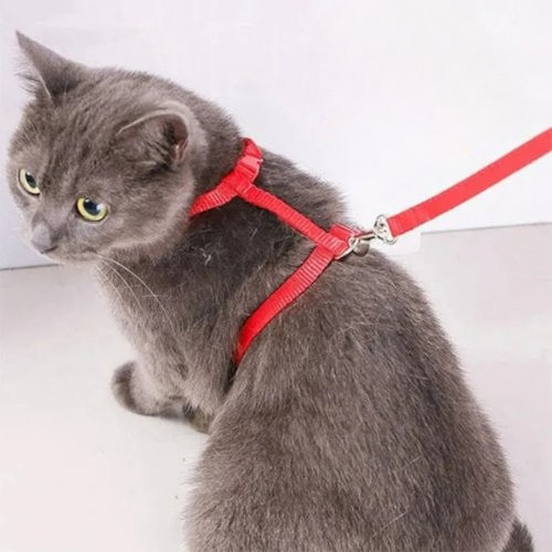harnais chat simple rouge