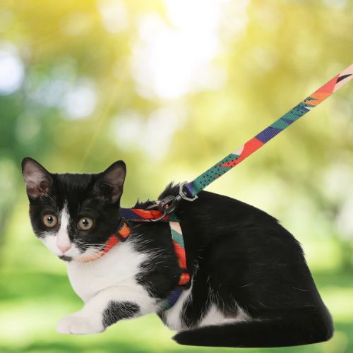 HARNAIS POUR CHAT | ANTI - ÉVASION + LAISSE OFFERTE - Leschamour