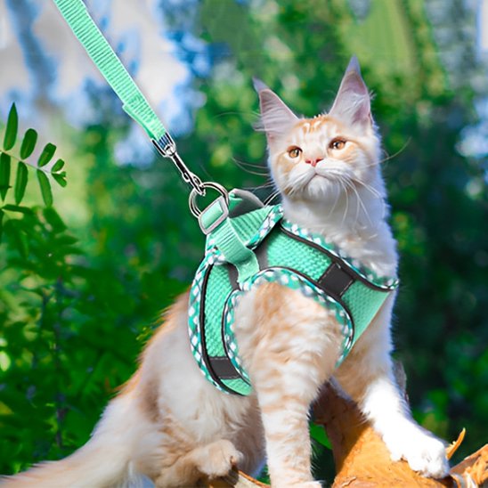 HARNAIS POUR CHATON 3 MOIS | ANTI-TRACTION