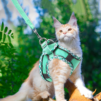 HARNAIS POUR CHATON 3 MOIS | ANTI-TRACTION
