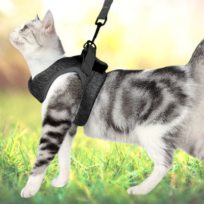 HARNAIS POUR CHATON | GILET + LAISSE OFFERTE - Leschamour