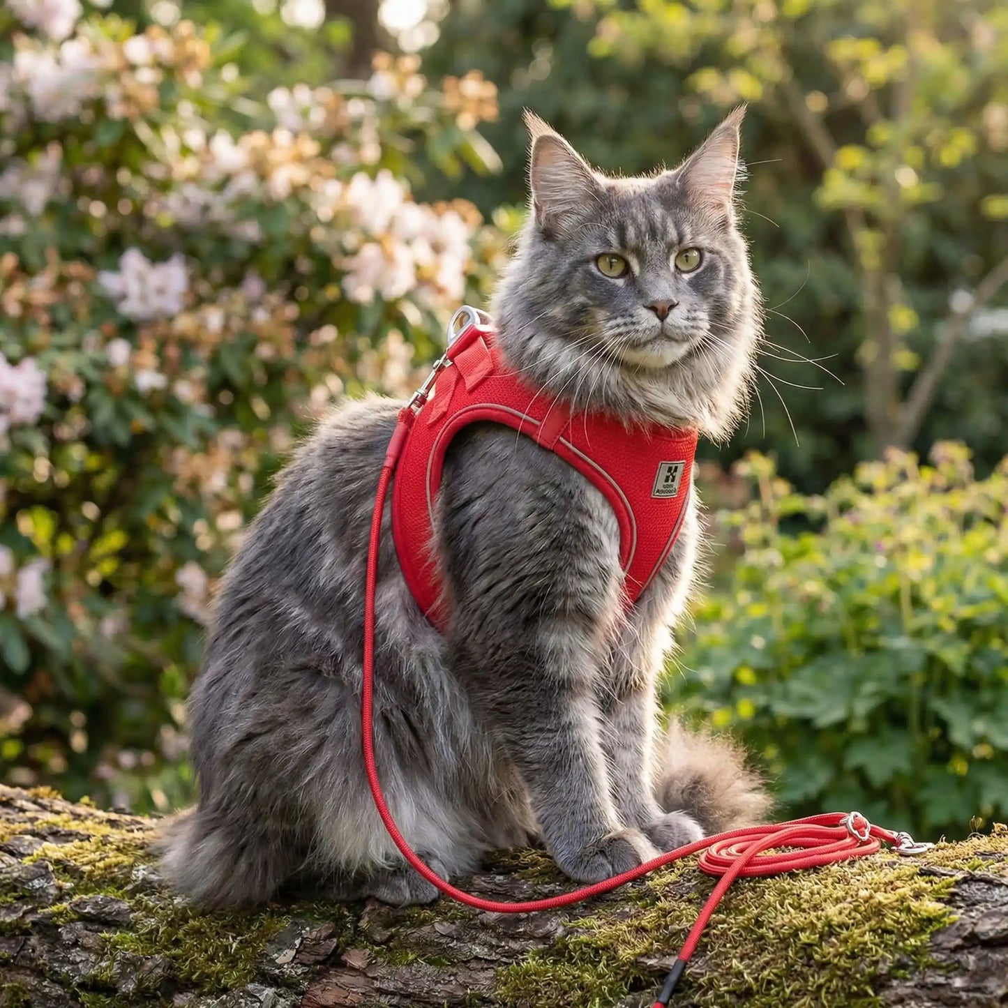 harnais pour maine coon rouge anti-fugue