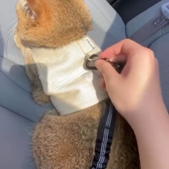 LAISSE POUR CHAT | CEINTURE - Leschamour