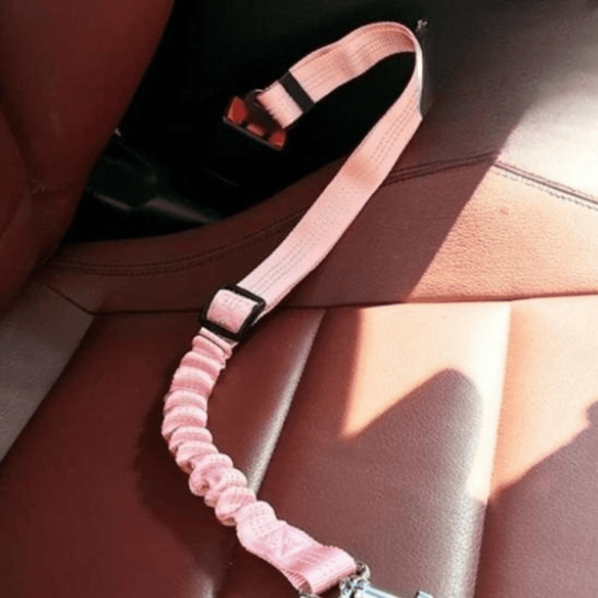 LAISSE POUR CHAT | CEINTURE - Leschamour