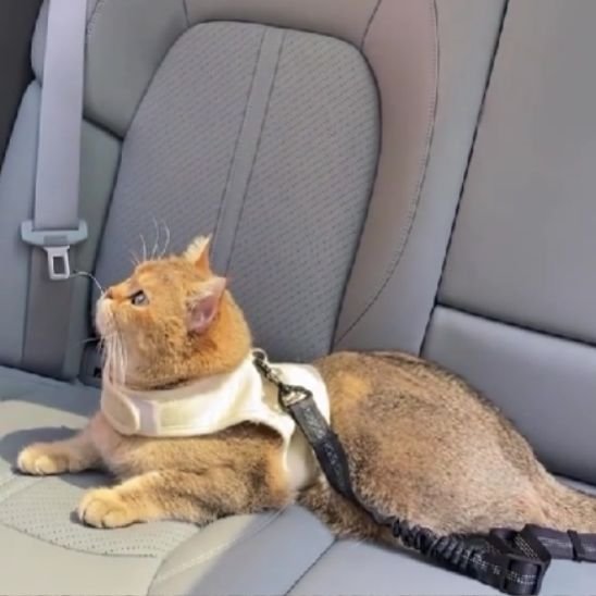 Laisse pour chat ceinture voiture